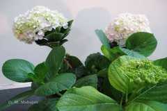 Hydrangea macrophylla